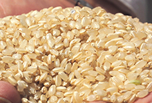 自然農法で栽培されたお米